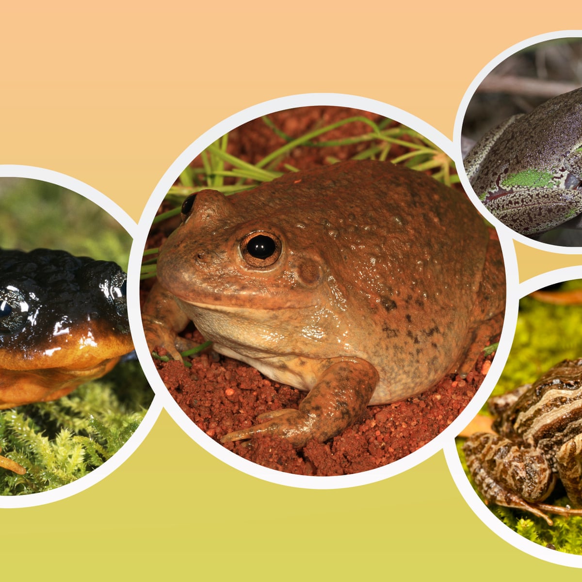 The 15 most interesting Australian frogs – sorted | Amphibians | The  Guardian