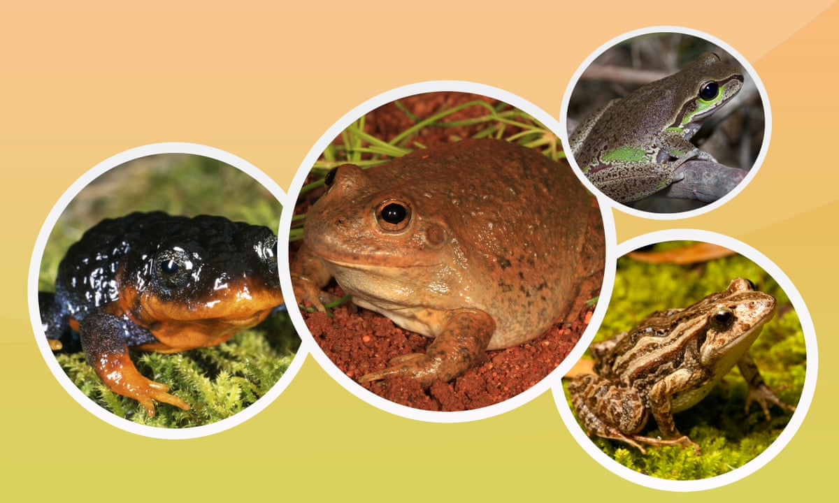 The 15 most interesting Australian frogs – sorted | Amphibians | The  Guardian