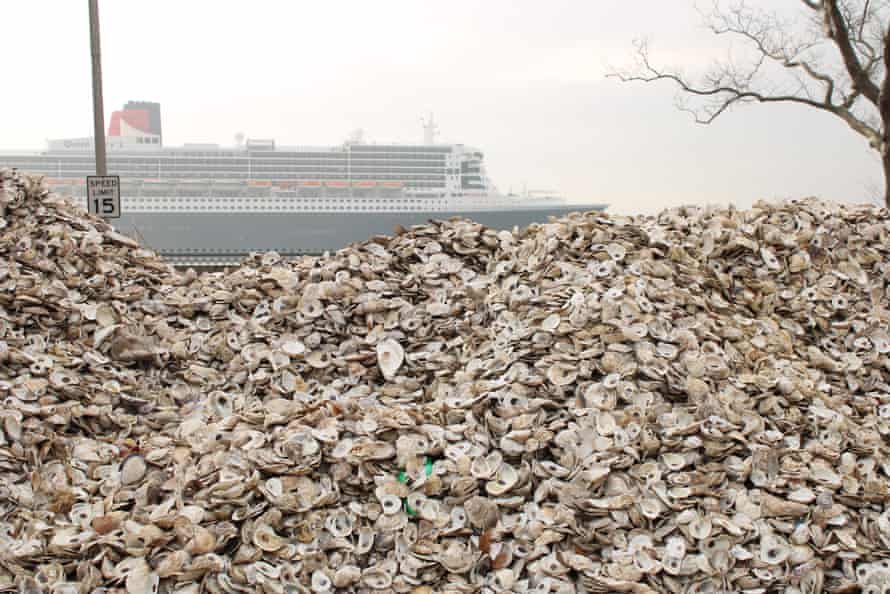 Oyster shells brought from city restaurants are stacked on Governors Island for the curing process. They are left for a year to be ‘cleaned’ by sunshine, bugs, rain and other natural processes before oyster larvae are introduced.
