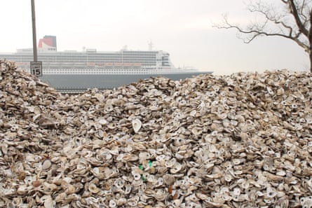 Oyster shells brought from city restaurants are stacked on Governors Island for the curing process. They are left for a year to be ‘cleaned’ by sunshine, bugs, rain and other natural processes before oyster larvae are introduced.
