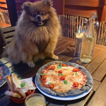 George, the overweight pomeranian, whose ‘weight-loss journey’ is being documented on Instagram.