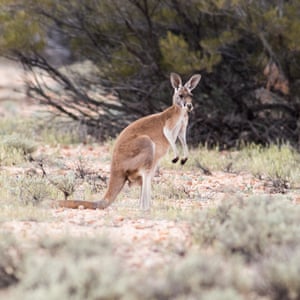 A kangaroo on the property. Photograph: Kelly Barnes/The Guardian
