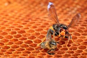 Asian hornet