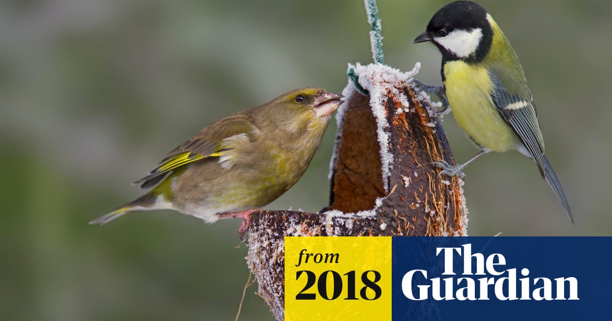 Is It Safe to Feed Birds Again in Ohio? Expert Tips Revealed