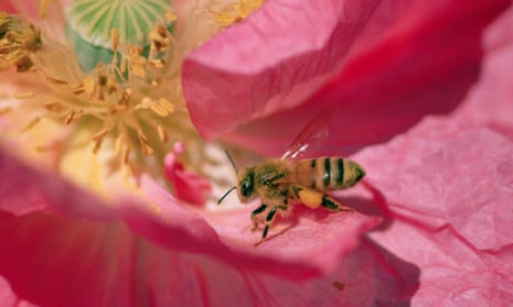 A honeybee collects pollen on a flower
