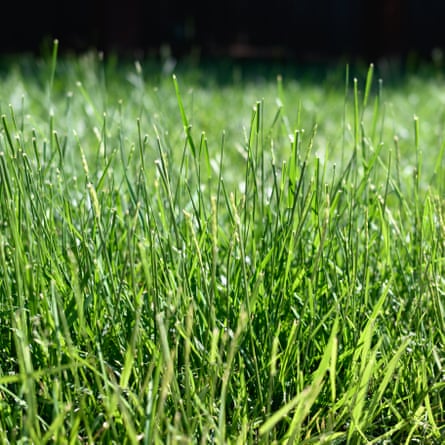 A closeup of luscious green grass.
