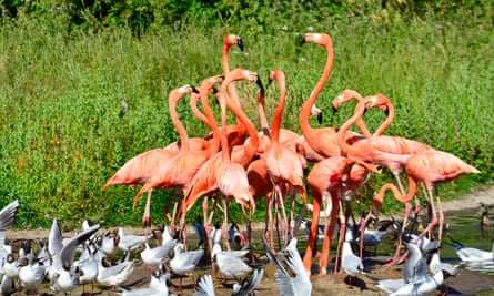Flamingos at Slimbridge Wetland Center