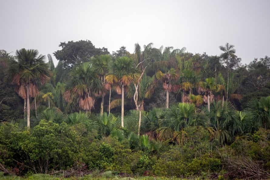 Liviney is surrounded by patches of forest that resemble islands in the sea of ââgrass and form along rivers and streams. The locals call them Morichales because the Moriche palm dominates the rest of the vegetation. These swamp forests are home to the jaguar, tapir and anaconda.