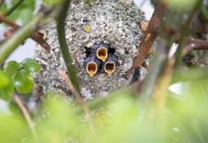 long-tailed tit chicks