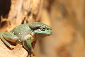 A magnificent tree frog (Litoria splendida) which can be found in caves in Australia.