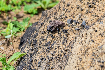 A close-up of rock with small black stones embedded in a sandy-looking slab