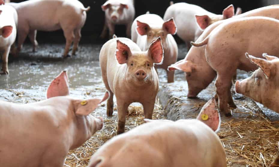 Pig farmers say Brexit and Covid led to an exodus of workers from abattoirs and meat processors.