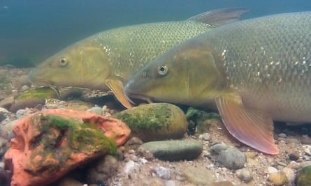CEO Two barbel fish spawning on the riverbed of the Wharfe.