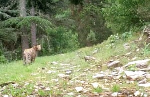 Um leopardo da Anatólia é visto em um dos parques nacionais da Turquia, onde armadilhas fotográficas foram instaladas
