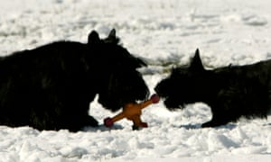 President George W. Bush had Barney and Miss Beazley during his tenure at the White House.