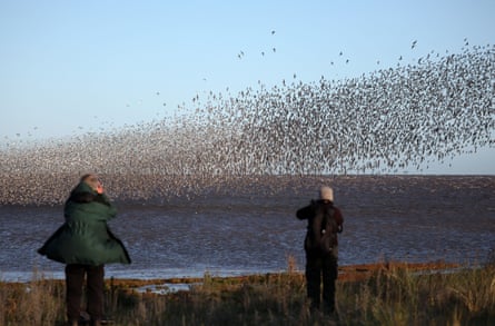 Knots, oystercatchers and pink-footed geese are among the thousands of birds arriving at Snettisham to feed on the abundance of food on the mudflats.