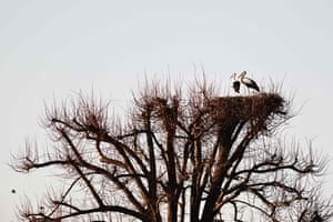 Storks nest at the Lipu stork reserve in Racconigi, near Cuneo in north-western Italy