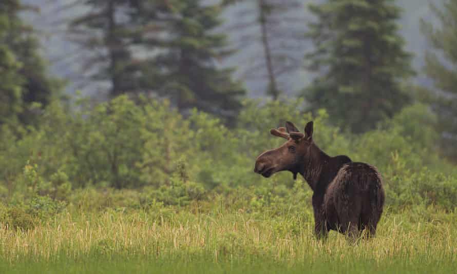 A moose in Algonquin Park