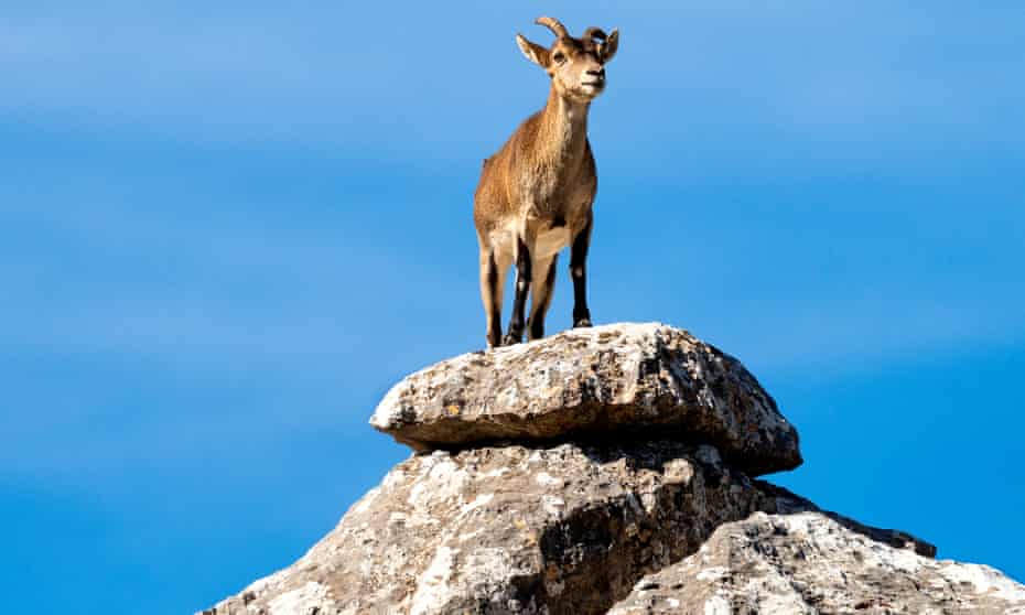Goat on rock