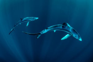 Two blue sharks