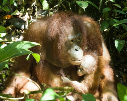 A female orangutan with her young offspring