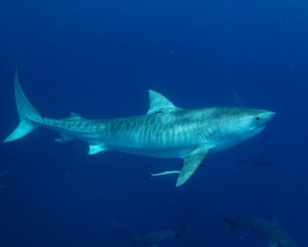 A tiger shark with an acoustic tag attached. The tags last for up to a decade, sending a signal to receivers along the coastline.