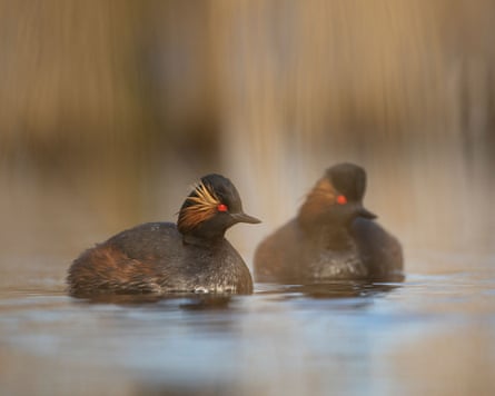 A pair of black-necked grebes.