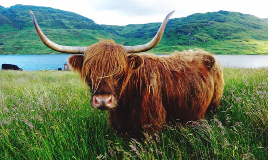 Highland cattle in long grass by lake.