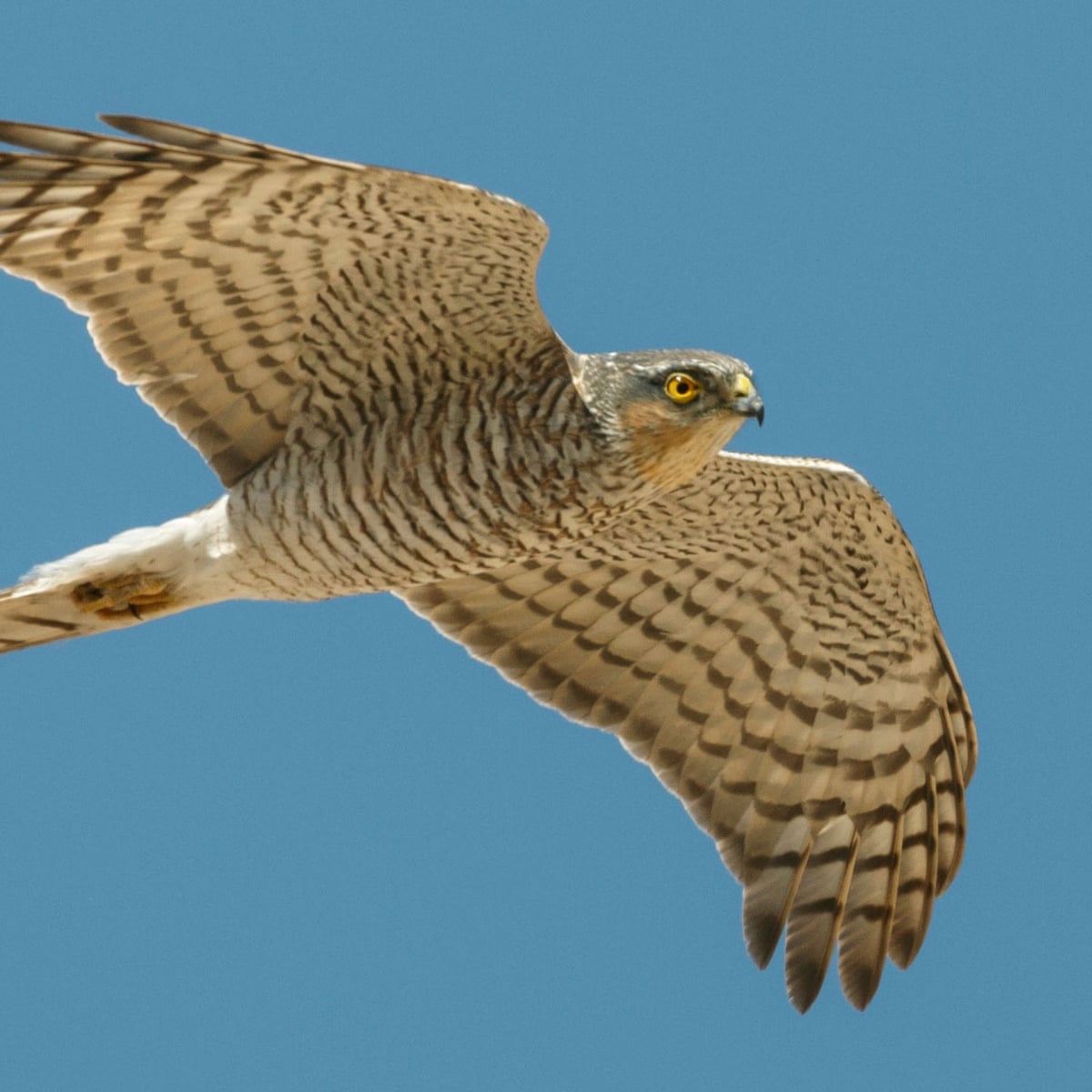 Neighbourhood Watch Rumbles The Raptor Birds The Guardian Neighbourhood Watch Rumbles The Raptor Birds The Guardian
