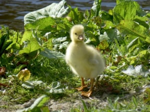 One of five young goslings by the waterside in Voorschoten, Netherlands