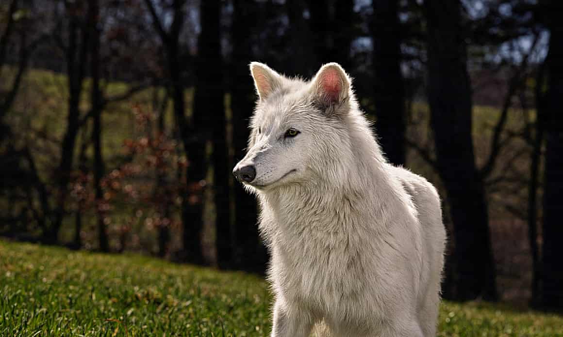 A genetically modified wolf juvenile