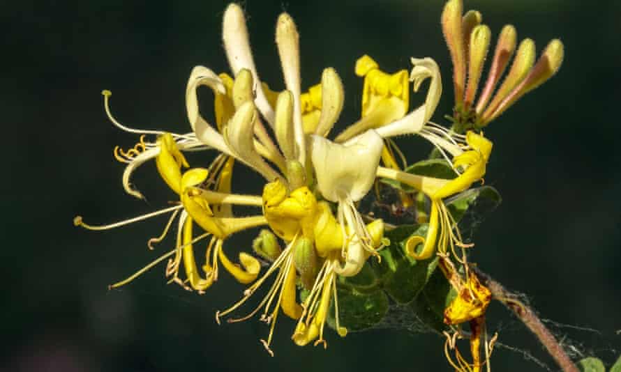 Lonicera periclymenum ‘Scentsation’ is compact.