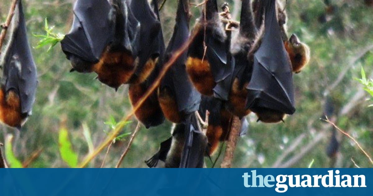 39 it smells so bad you can taste it 39 bats plague tourist profile format