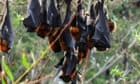 'It smells so bad you can taste it': bats plague Australian tourist town