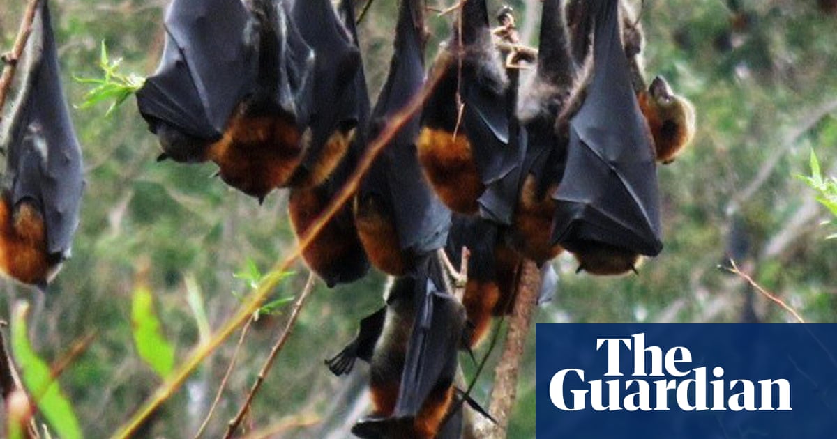 It Smells So Bad You Can Taste It Bats Plague Australian Tourist