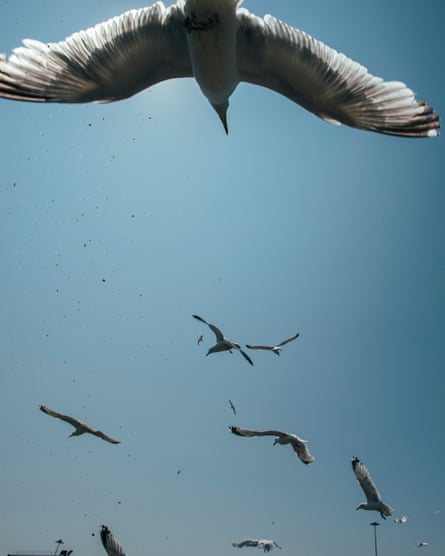 Seagulls flying against a blue sky