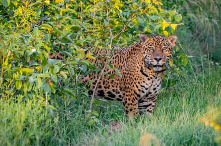 A five-year-old jaguar named Jatobazinho was released back into the wild at Ibera national park, in the Argentine northeastern province of Corrientes, on 31 December 2021. The release was part of a project to reintroduce the feline, along with other important species, to this ecosystem.