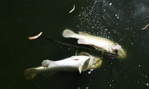 Dead fish in the Darling River near Menindee, NSW