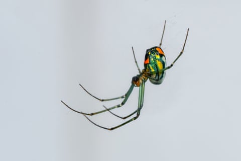 Uma aranha colorida em sua teia.