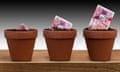 £50 note seedling growing into UK Bank of England new currency in an earthenware terracotta flower pot