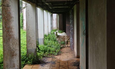 Goats at the abandoned Sheraton hotel Cook Islands