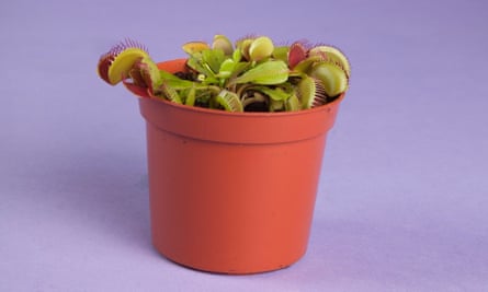 Dionaea muscipula venus flytrap, £8.50, OFM Christmas gift guide Observer Food Monthly