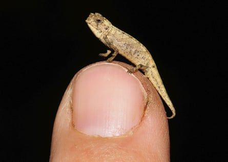 Who's the smallest of them all? Meet the world's amazing tiniest creatures, Wildlife