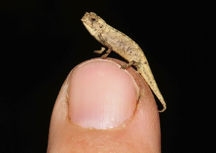 A Brookesia nana chameleon on the fingertip of a researcher