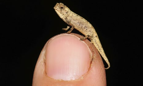 A male Brookesia nana chameleon.