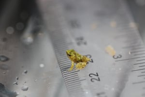 Um sapo de Darwin recém-nascido