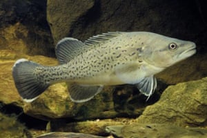 The Australian trout cod