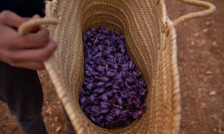 Small-scale, low-tech production has brought the Spanish saffron sector to its knees