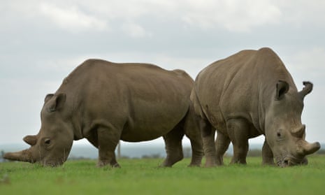 Two female northern white rhinos