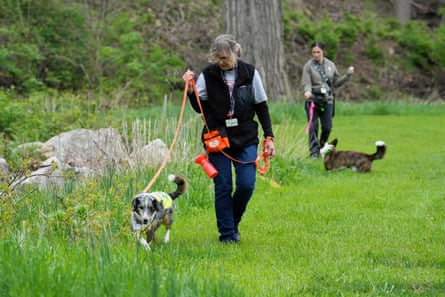 two women walking dogs through grassy field